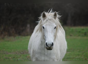 Connemara, Stute, 16 Jahre, 145 cm, Schimmel