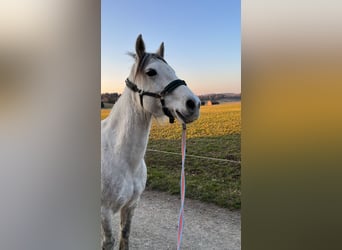 Connemara, Stute, 16 Jahre, 145 cm, Schimmel