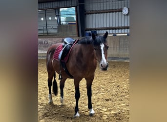 Connemara, Stute, 16 Jahre, 146 cm, Rotbrauner