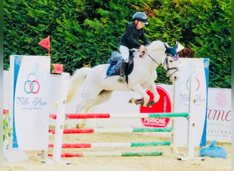 Connemara, Stute, 17 Jahre, 138 cm, Dunalino