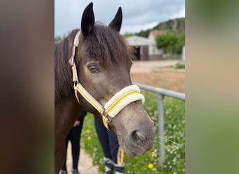 Connemara, Stute, 17 Jahre, 141 cm, Roan-Bay