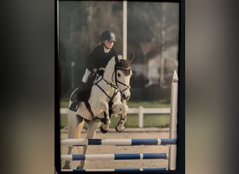 Connemara, Stute, 17 Jahre, 148 cm, Schimmel