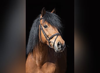 Connemara Mix, Stute, 18 Jahre, 144 cm, Brauner