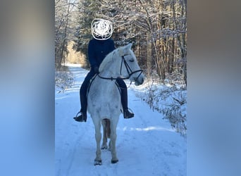 Connemara, Stute, 18 Jahre, 149 cm, Schimmel