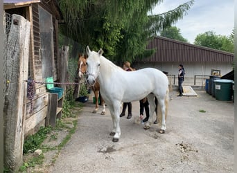 Connemara, Stute, 18 Jahre, Schimmel