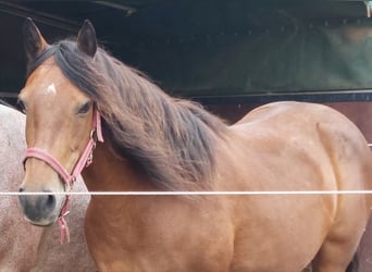 Connemara, Stute, 19 Jahre, 146 cm, Hellbrauner