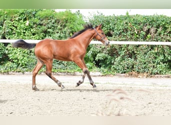 Connemara, Stute, 1 Jahr, 147 cm, Brauner