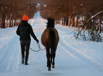 Connemara Mix, Stute, 1 Jahr, 148 cm, Buckskin
