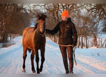 Connemara Mix, Stute, 1 Jahr, 148 cm