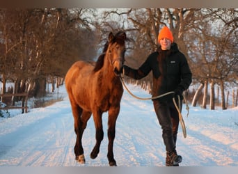 Connemara Mix, Stute, 1 Jahr, 148 cm