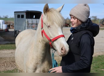 Connemara Mix, Stute, 1 Jahr, 150 cm, Cremello