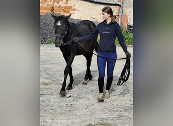 Connemara Mix, Stute, 1 Jahr, 150 cm, Rappe