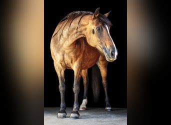 Connemara Mix, Stute, 20 Jahre, 148 cm, Brauner