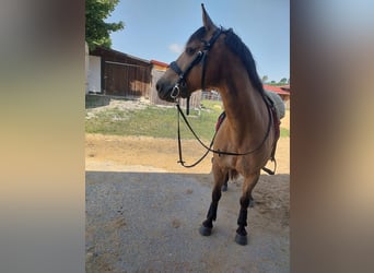 Connemara, Stute, 22 Jahre, 143 cm, Falbe