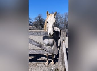 Connemara, Stute, 22 Jahre, 148 cm