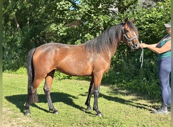 Connemara, Stute, 2 Jahre, 140 cm, Brauner