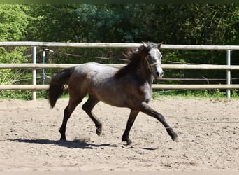 Connemara, Stute, 2 Jahre, 148 cm