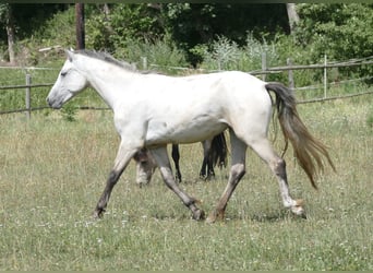 Connemara, Stute, 2 Jahre, Buckskin