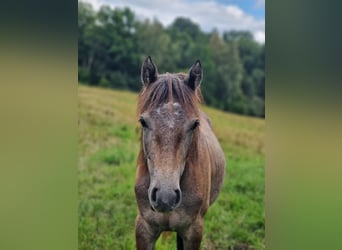 Connemara, Stute, 2 Jahre, White