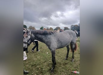 Connemara Mix, Stute, 3 Jahre, 130 cm, Blauschimmel