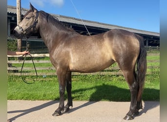 Connemara, Stute, 3 Jahre, 142 cm, Buckskin