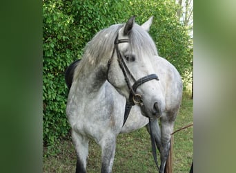 Connemara, Stute, 3 Jahre, 142 cm, Schimmel