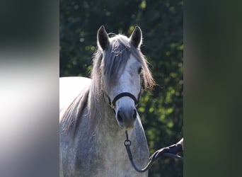 Connemara, Stute, 3 Jahre, 142 cm, Schimmel