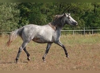 Connemara, Stute, 3 Jahre, 142 cm, Schimmel