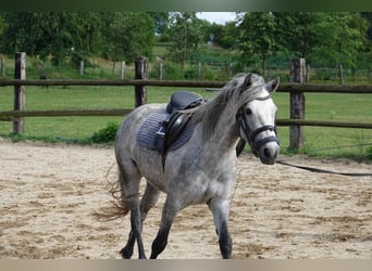 Connemara, Stute, 3 Jahre, 142 cm, Schimmel