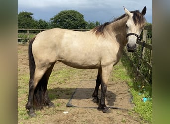 Connemara, Stute, 3 Jahre, 143 cm, Buckskin