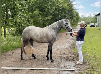 Connemara, Stute, 3 Jahre, 144 cm, Apfelschimmel