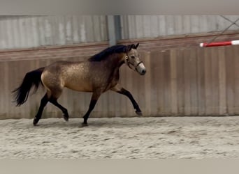 Connemara, Stute, 3 Jahre, 144 cm, Buckskin