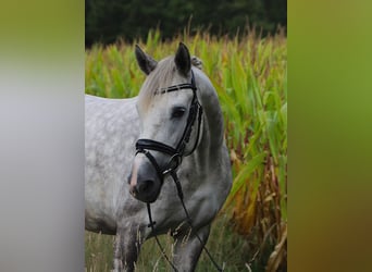 Connemara Mix, Stute, 3 Jahre, 145 cm, Apfelschimmel