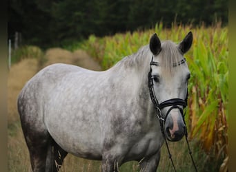 Connemara Mix, Stute, 3 Jahre, 145 cm, Apfelschimmel