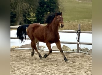 Connemara, Stute, 3 Jahre, 145 cm, Brauner