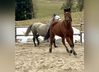 Connemara, Stute, 3 Jahre, 145 cm, Brauner