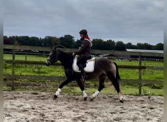 Connemara, Stute, 3 Jahre, 146 cm, Buckskin