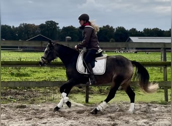 Connemara, Stute, 3 Jahre, 146 cm, Buckskin