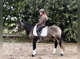 Connemara, Stute, 3 Jahre, 146 cm, Buckskin