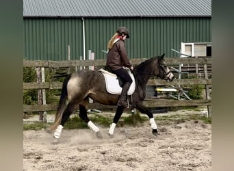 Connemara, Stute, 3 Jahre, 146 cm, Buckskin