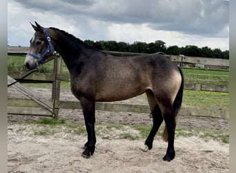 Connemara, Stute, 3 Jahre, 146 cm
