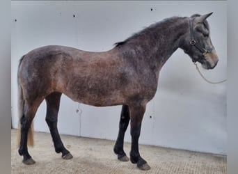 Connemara, Stute, 3 Jahre, 146 cm, Schimmel