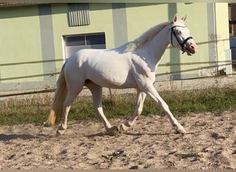 Connemara, Stute, 3 Jahre, 147 cm, Cremello