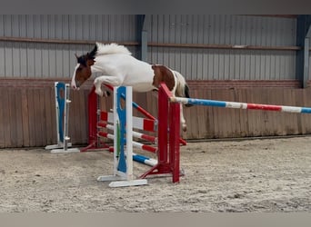 Connemara Mix, Stute, 3 Jahre, 147 cm, Schecke