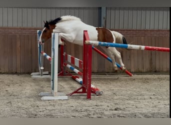 Connemara Mix, Stute, 3 Jahre, 147 cm, Schecke