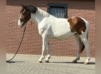Connemara Mix, Stute, 3 Jahre, 147 cm, Schecke