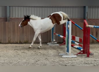 Connemara Mix, Stute, 3 Jahre, 147 cm, Schecke