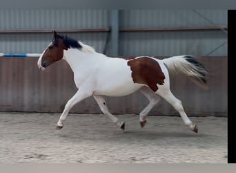 Connemara Mix, Stute, 3 Jahre, 147 cm, Schecke