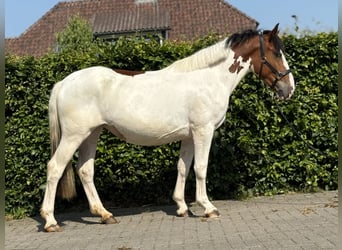 Connemara Mix, Stute, 3 Jahre, 147 cm, Schecke