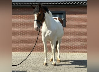 Connemara Mix, Stute, 3 Jahre, 147 cm, Schecke